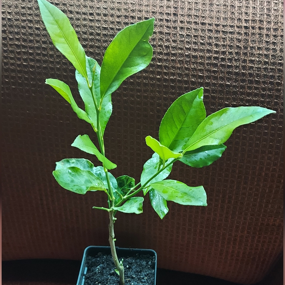 Dewarf Meyer Lemon Tree